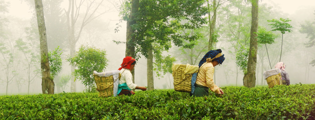 Behind the scenes: DAVIDsTEA in Happy Valley
