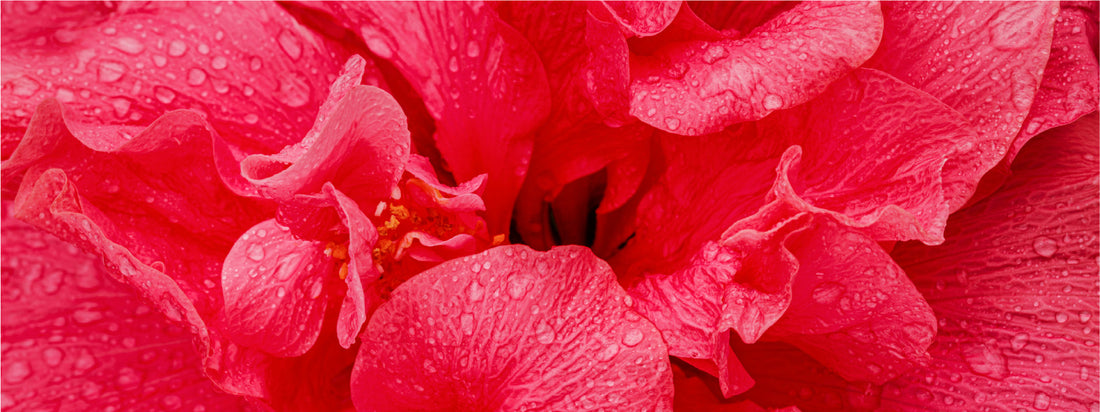 red hibiscus blossoms