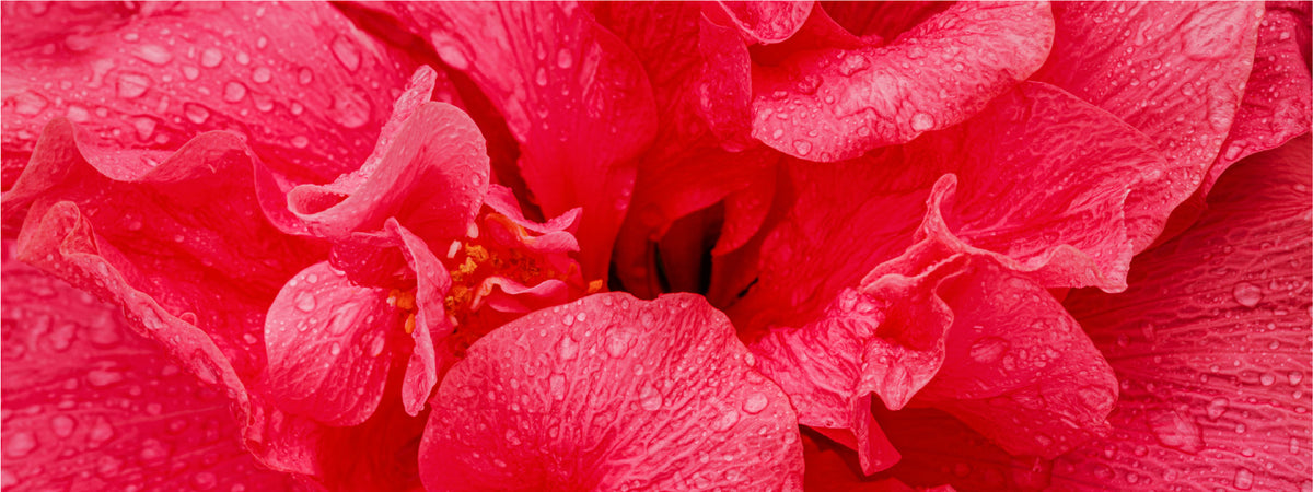 red hibiscus blossoms