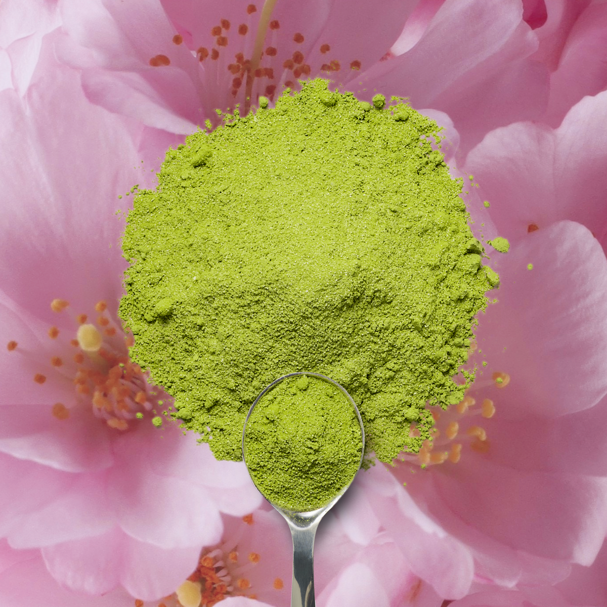 Organic Cherry Blossom Matcha