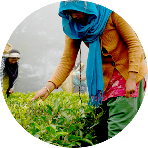 Traditional Teas 101 – DAVIDsTEA